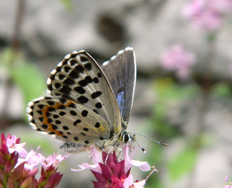 Scolitantides orion.